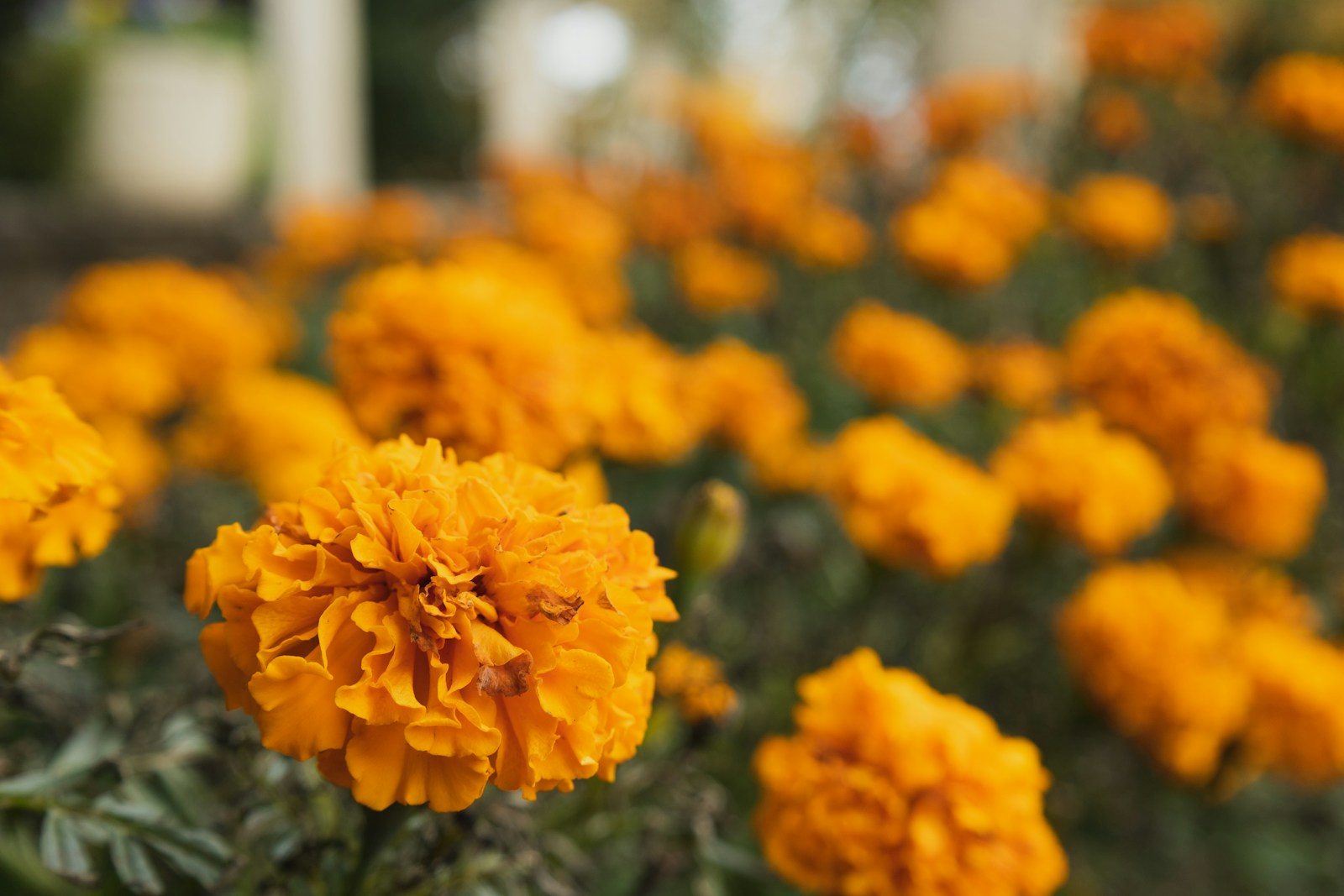 a group of yellow flowers