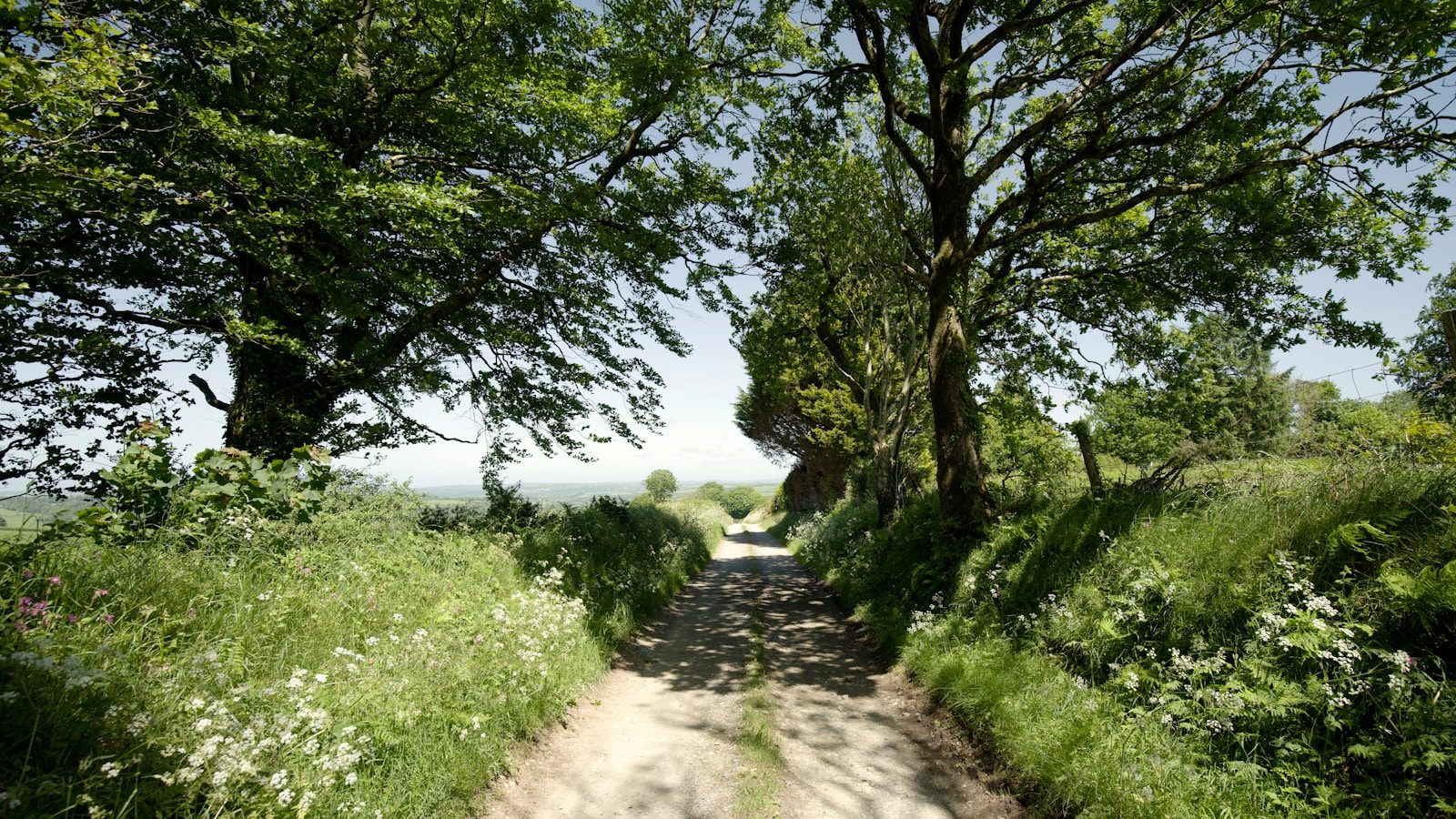 A dirt road surrounded by trees and grass